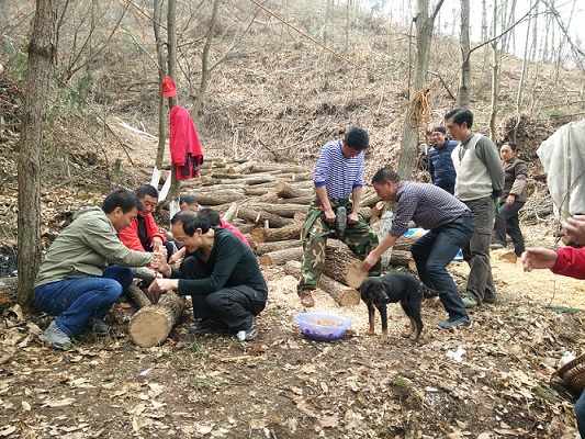 160318職工志愿服務(wù)隊種植香菇(1).jpg